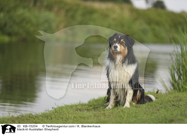 black-tri Australian Shepherd / black-tri Australian Shepherd / KB-15204