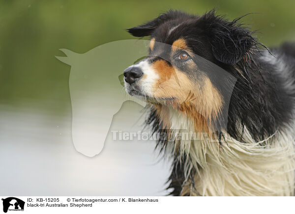 black-tri Australian Shepherd / black-tri Australian Shepherd / KB-15205