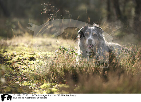 blue-merle Australian Shepherd / blue-merle Australian Shepherd / KB-15333