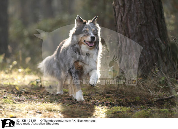 blue-merle Australian Shepherd / blue-merle Australian Shepherd / KB-15335