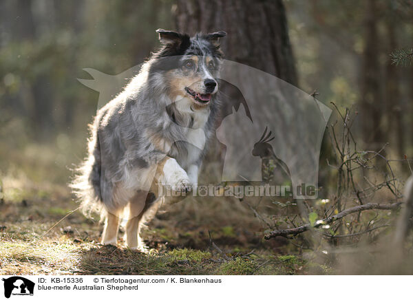 blue-merle Australian Shepherd / blue-merle Australian Shepherd / KB-15336