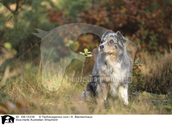 blue-merle Australian Shepherd / blue-merle Australian Shepherd / KB-15338