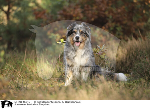 blue-merle Australian Shepherd / blue-merle Australian Shepherd / KB-15340