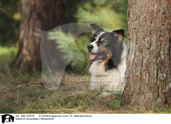 black-tri Australian Shepherd / black-tri Australian Shepherd / KB-15576