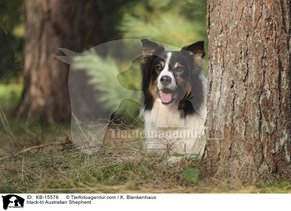 black-tri Australian Shepherd / black-tri Australian Shepherd / KB-15578