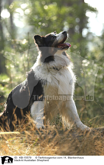 black-tri Australian Shepherd / black-tri Australian Shepherd / KB-15579