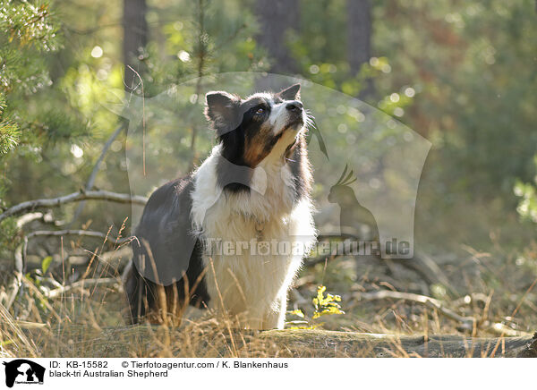 black-tri Australian Shepherd / black-tri Australian Shepherd / KB-15582