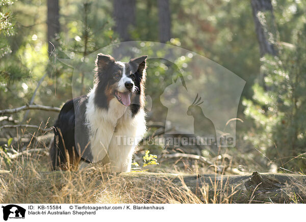 black-tri Australian Shepherd / black-tri Australian Shepherd / KB-15584