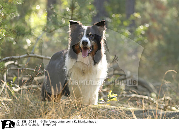 black-tri Australian Shepherd / black-tri Australian Shepherd / KB-15585