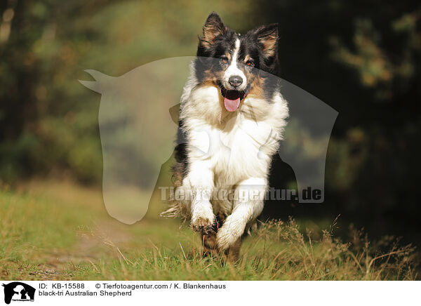 black-tri Australian Shepherd / black-tri Australian Shepherd / KB-15588