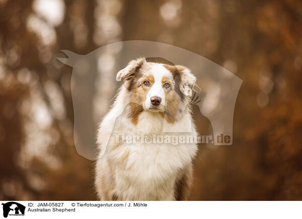 Australian Shepherd / Australian Shepherd / JAM-05827