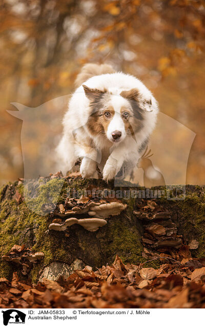 Australian Shepherd / Australian Shepherd / JAM-05833