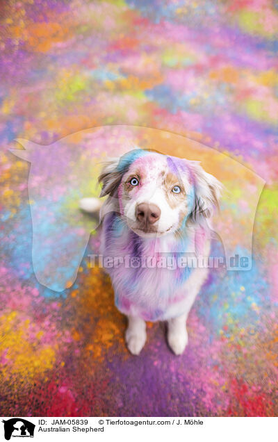 Australian Shepherd / Australian Shepherd / JAM-05839