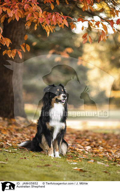 Australian Shepherd / Australian Shepherd / JAM-05852