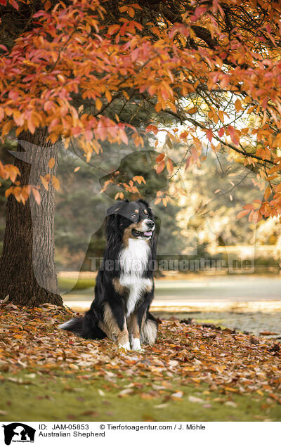 Australian Shepherd / Australian Shepherd / JAM-05853