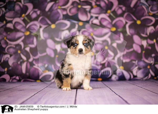 Australian Shepherd Welpe / Australian Shepherd puppy / JAM-05859