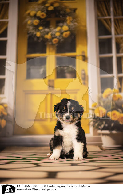 Australian Shepherd Welpe / Australian Shepherd puppy / JAM-05881