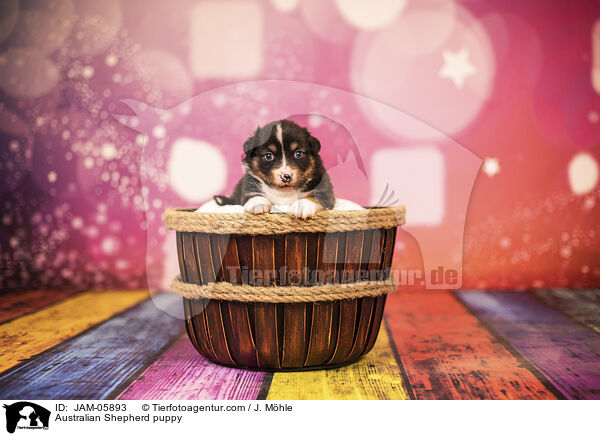 Australian Shepherd Welpe / Australian Shepherd puppy / JAM-05893