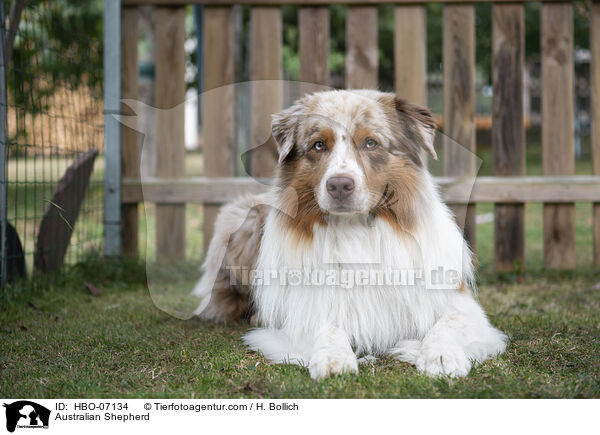 Australian Shepherd / Australian Shepherd / HBO-07134