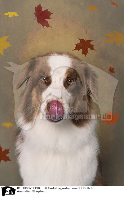 Australian Shepherd / Australian Shepherd / HBO-07138