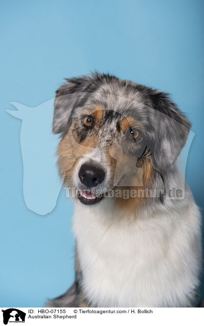 Australian Shepherd / Australian Shepherd / HBO-07155