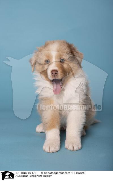 Australian Shepherd Welpe / Australian Shepherd puppy / HBO-07179