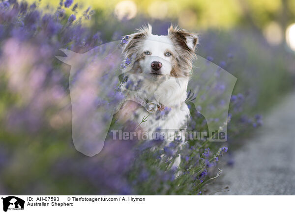 Australian Shepherd / Australian Shepherd / AH-07593