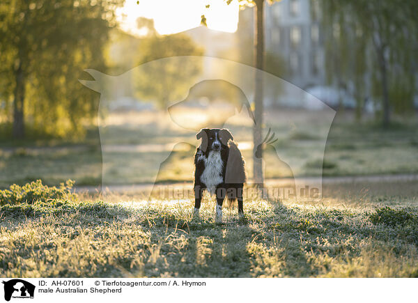 Australian Shepherd Rde / male Australian Shepherd / AH-07601