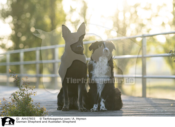 German Shepherd and Australian Shepherd / AH-07603