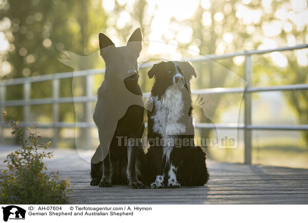 Deutscher Schferhund und Australian Shepherd / German Shepherd and Australian Shepherd / AH-07604