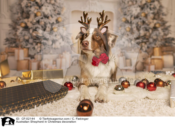 Australian Shepherd in Weihnachtsdeko / Australian Shepherd in Christmas decoration / CF-02144