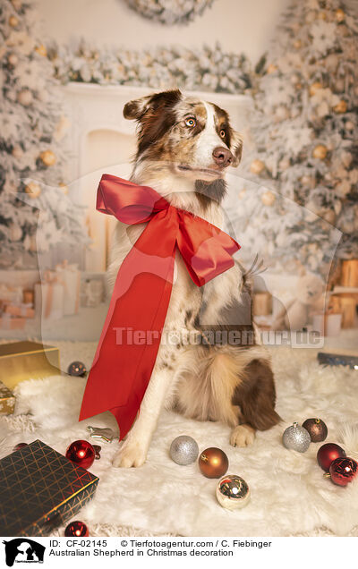 Australian Shepherd in Weihnachtsdeko / Australian Shepherd in Christmas decoration / CF-02145