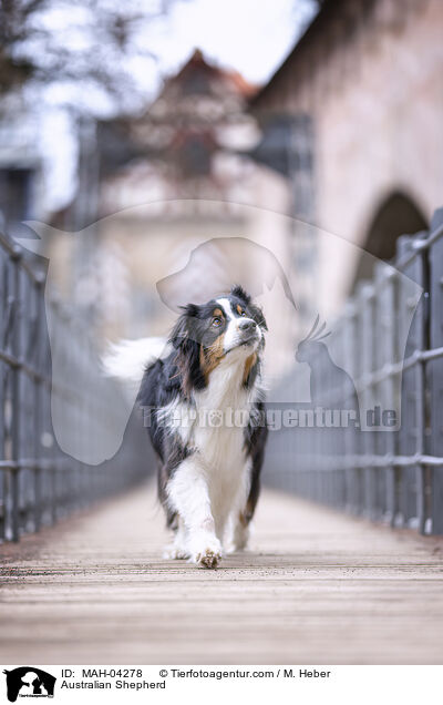 Australian Shepherd / Australian Shepherd / MAH-04278