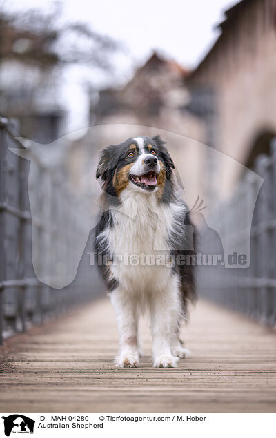 Australian Shepherd / Australian Shepherd / MAH-04280