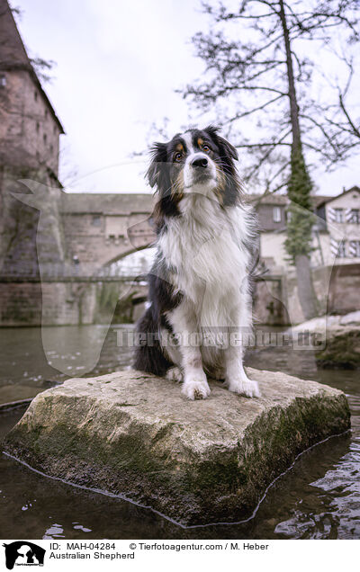 Australian Shepherd / Australian Shepherd / MAH-04284