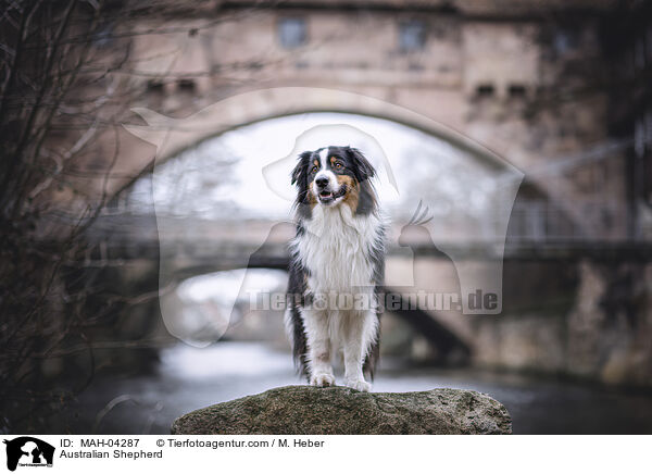 Australian Shepherd / Australian Shepherd / MAH-04287