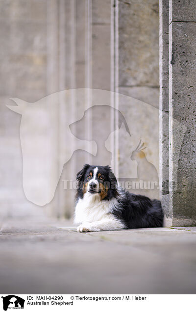 Australian Shepherd / Australian Shepherd / MAH-04290