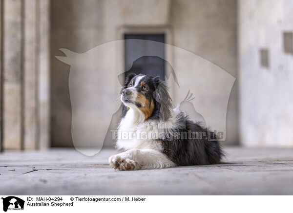 Australian Shepherd / Australian Shepherd / MAH-04294