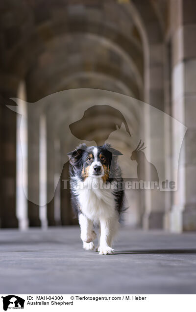 Australian Shepherd / Australian Shepherd / MAH-04300