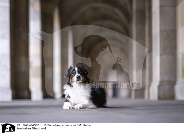 Australian Shepherd / Australian Shepherd / MAH-04301