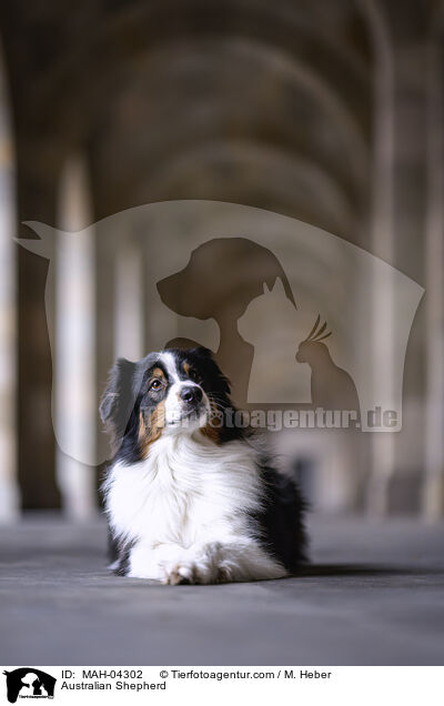 Australian Shepherd / Australian Shepherd / MAH-04302