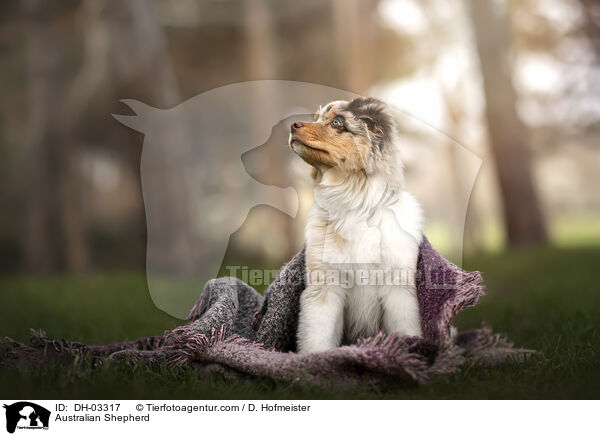 Australian Shepherd / Australian Shepherd / DH-03317