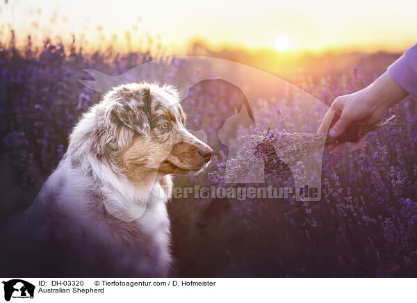 Australian Shepherd / Australian Shepherd / DH-03320