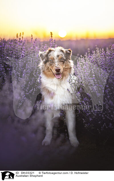 Australian Shepherd / Australian Shepherd / DH-03321