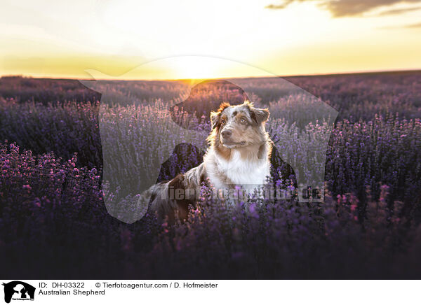 Australian Shepherd / Australian Shepherd / DH-03322