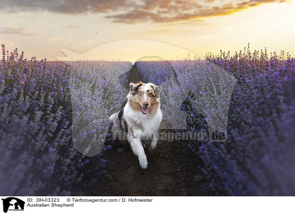 Australian Shepherd / Australian Shepherd / DH-03323