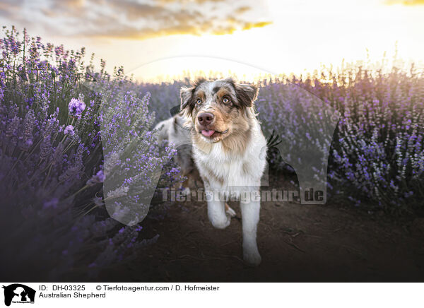 Australian Shepherd / Australian Shepherd / DH-03325