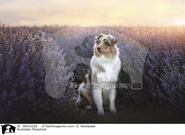 Australian Shepherd / Australian Shepherd / DH-03328