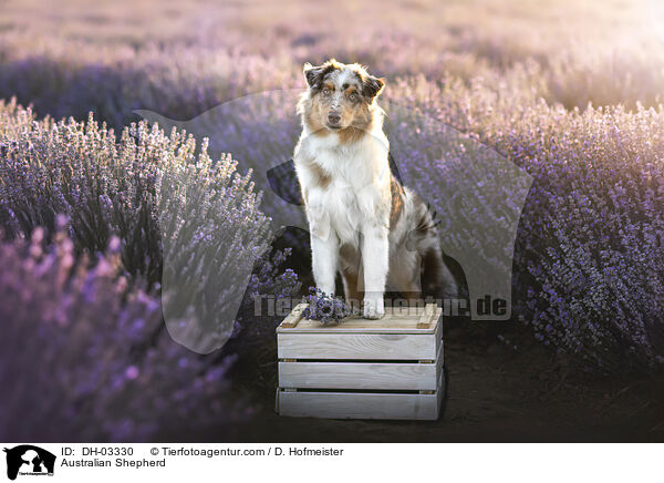 Australian Shepherd / Australian Shepherd / DH-03330