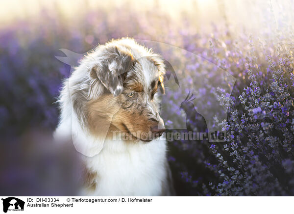 Australian Shepherd / Australian Shepherd / DH-03334